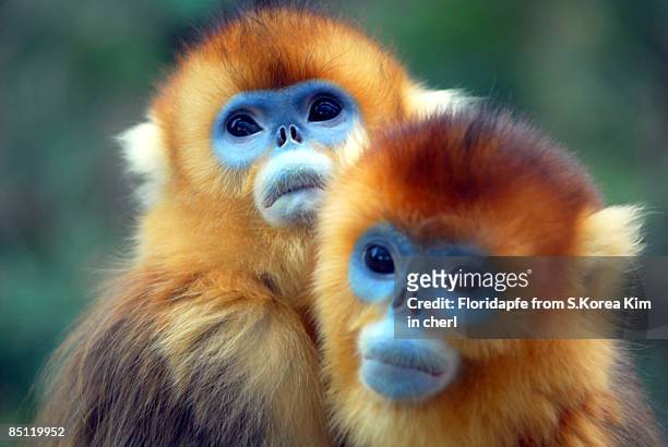 933 Golden Monkey Photos and Premium High Res Pictures - Getty Images