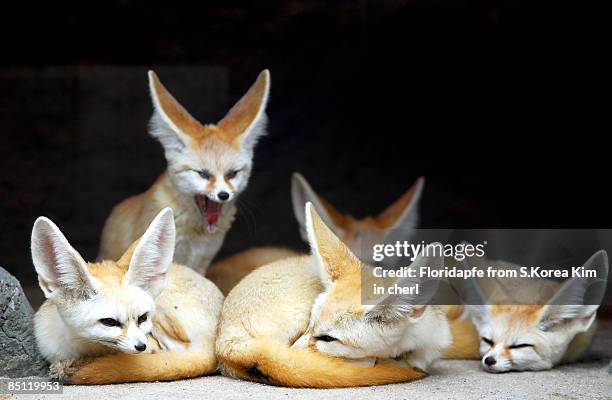 fennec foxes - räv bildbanksfoton och bilder