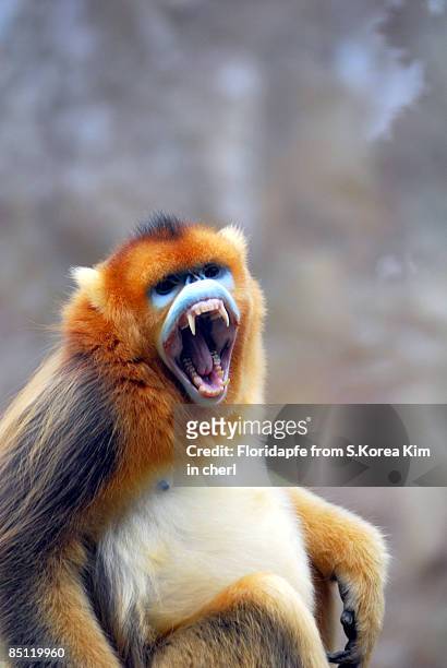 golden monkey - angry monkey stock pictures, royalty-free photos & images