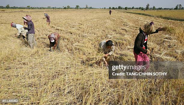 Cambodian farmers reap rice during the harvest season in Kampong Speu province, some 50 kilometers west of Phnom Penh on December 20, 2008. Despite...