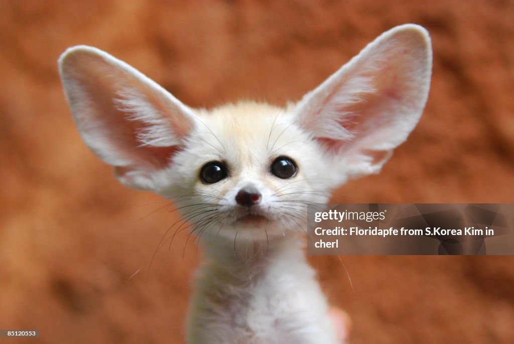 Fennec fox