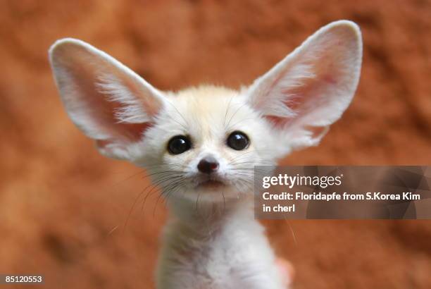 fennec fox - fox pup stock pictures, royalty-free photos & images