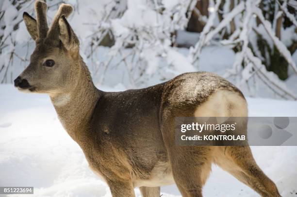 An young deer on the snow in Sila, Calabria, southern Italy.