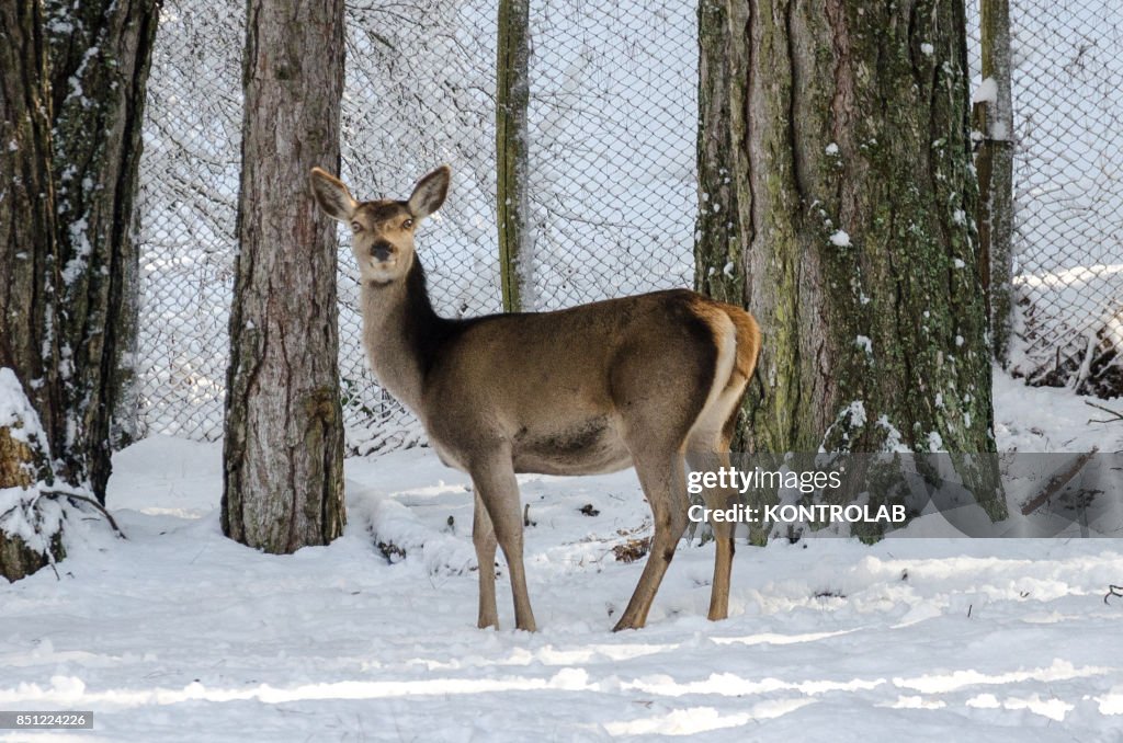 An adult female deer on the snow in Sila, Calabria, southern...