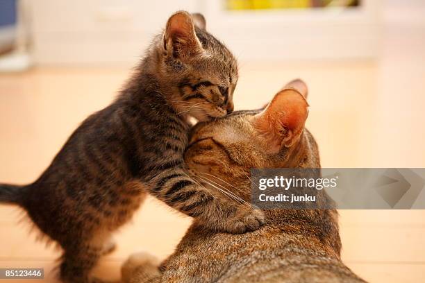 two cats - animals kissing stockfoto's en -beelden