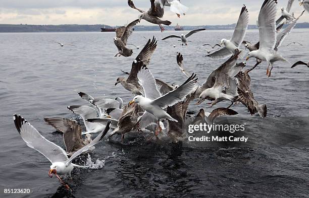 Morio Rios 274 Mario Rios Photos & High Res Pictures - Getty Images
