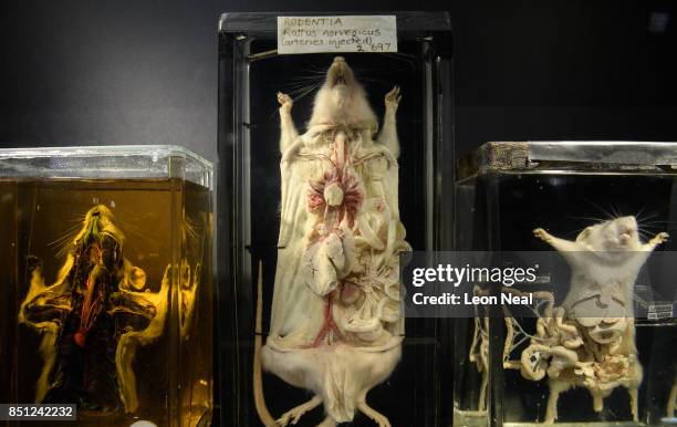 The bodies of two dissected rats and a mouse are seen in a display case at "The Museum of Ordinary Animals" at the Grant Museum of Zoology on...