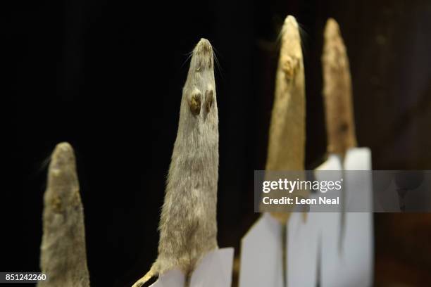 Selection of lab strain mice skins are seen in a display case at "The Museum of Ordinary Animals" at the Grant Museum of Zoology on September 21,...