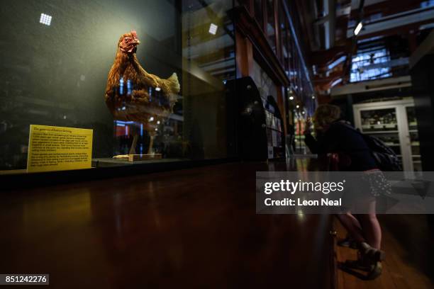 Taxidermied chicken is seen in a dispay case at "The Museum of Ordinary Animals" at the Grant Museum of Zoology on September 21, 2017 in London,...