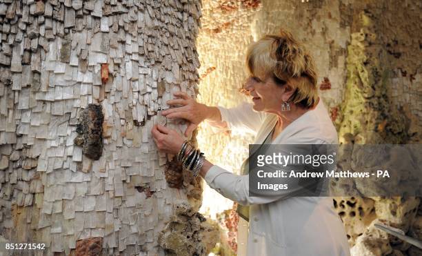 Lady Lucinda Lambton places the last crystal into the stalactite decoration of an 18th century restored grotto at Painshill Park landscape garden in...
