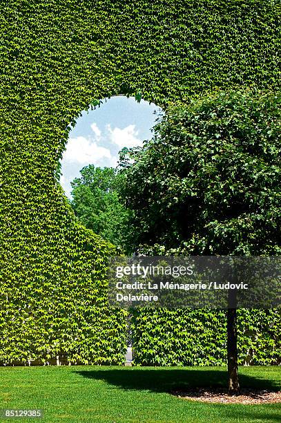 tree and ivy-covered wall - topiary - fotografias e filmes do acervo