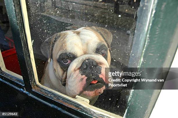 dog behind glass - wynand van poortvliet stock pictures, royalty-free photos & images