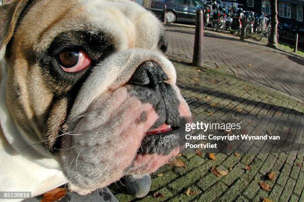 bulldog - wynand van poortvliet stock pictures, royalty-free photos & images