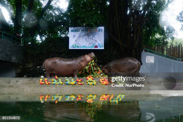 Hippopotamus Mali eats her 'birthday cake' made of fruit and vegetables in front of her grandchild Makam at a party to celebrate her 51th birthday at...