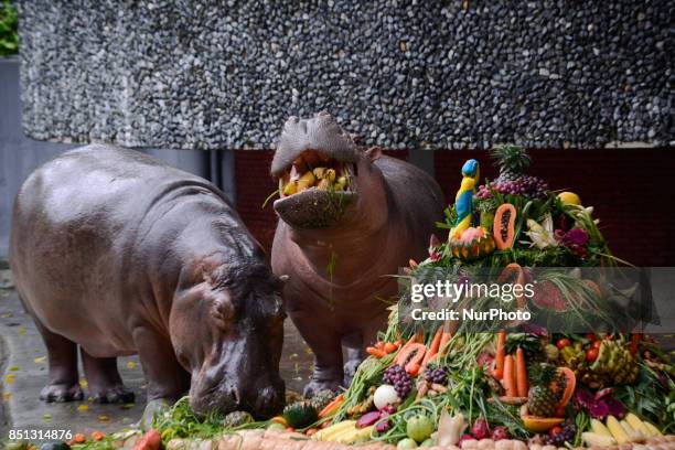 Hippopotamus Mali eats her 'birthday cake' made of fruit and vegetables in front of her grandchild Makam at a party to celebrate her 51th birthday at...