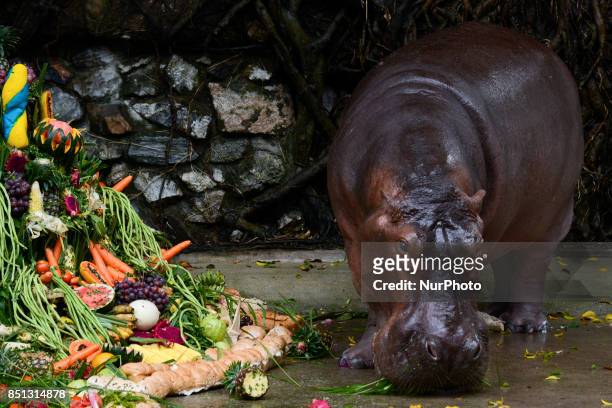Mali the hippopotamus eats fruits arranged to look like a cake during her 51th birthday celebration at Dusit Zoo in Bangkok, Thailand September 22,...