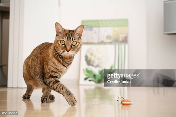 let's play - playful cat stock pictures, royalty-free photos & images