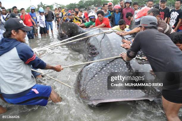 Villagers use ropes to move a stranded whale shark back to the sea on a beach in Palu city, in Central Sulawesi, on September 22, 2017.