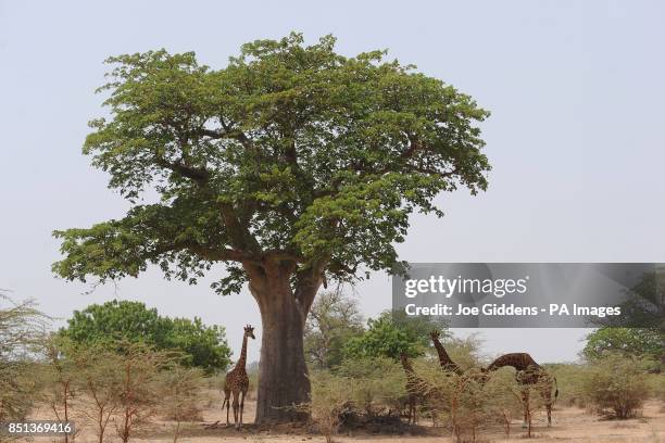 197 West African Giraffe Stock Photos, High-Res Pictures, and Images