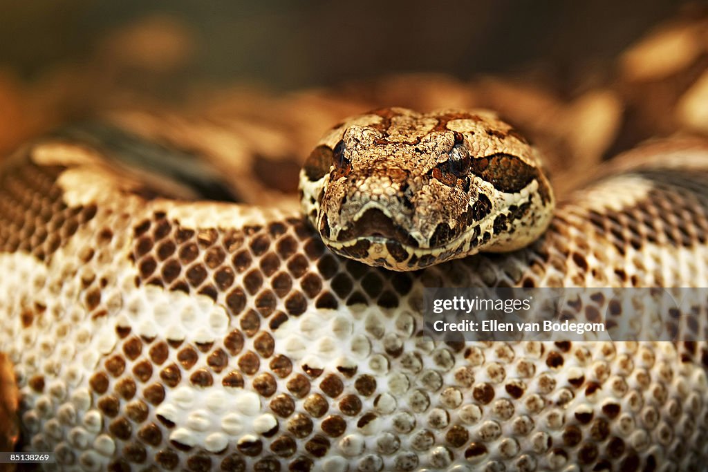 Dumeril's boa