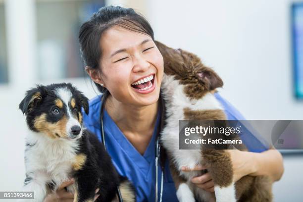 dog kisses - baby animals stock pictures, royalty-free photos & images