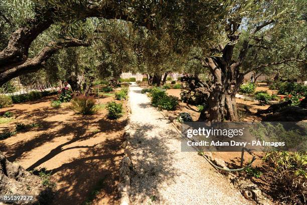 Garden of Gethsemane, Jerusalem