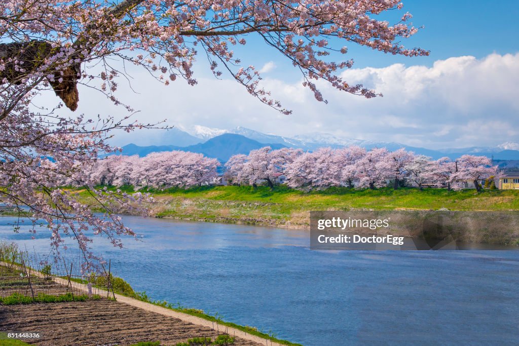 Hitome Senbon Sakura along Shiroishi River at Sendai in Spring Sakura Festival