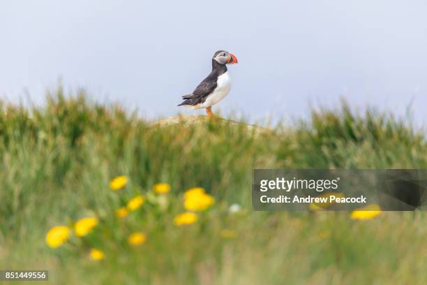 atlantic puffin on a cliff edge, grimsey island - icelands grimsey island photos et images de collection