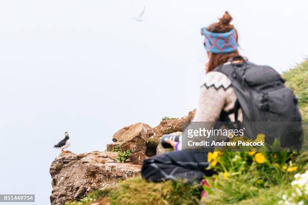 a woman photographer watches an atlantic puffin, grimsey island - icelands grimsey island photos et images de collection