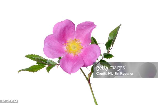 sweet briar (rosa rubiginosa), white background. - rosa eglanteria stock pictures, royalty-free photos & images