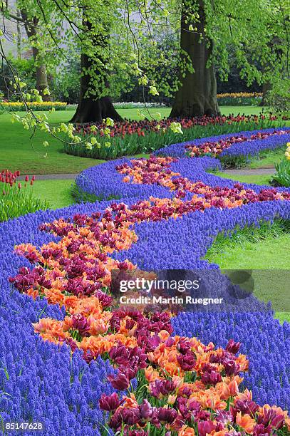 springtime garden design. - keukenhof gardens stock pictures, royalty-free photos & images