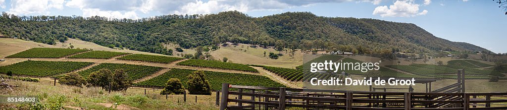 Vineyards in the Hunter Valley