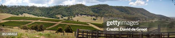 vineyards in the hunter valley - hunter valley stock pictures, royalty-free photos & images