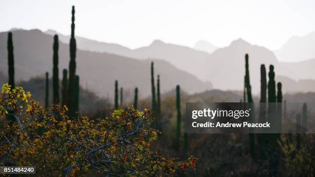 sierra de la giganta and cacti, rugged mountain landscape - force de la nature stock pictures, royalty-free photos & images