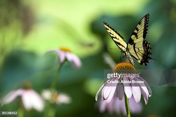 eastern tiger swallowtail - columbia missouri stock pictures, royalty-free photos & images