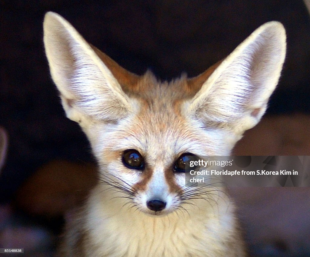 Fennec fox