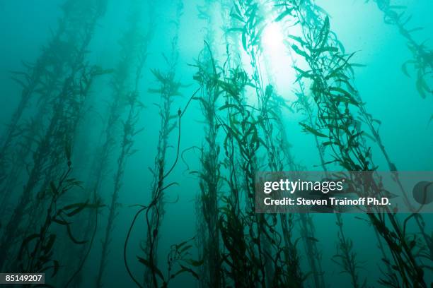 cathedral of kelp - seaweed stock pictures, royalty-free photos & images