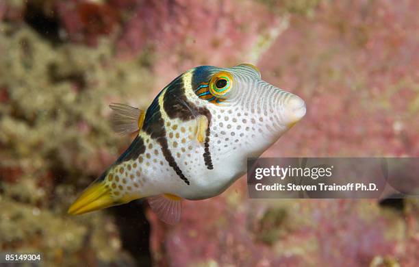 black saddled toby (canthigaster valentini) - puffer fish stock pictures, royalty-free photos & images