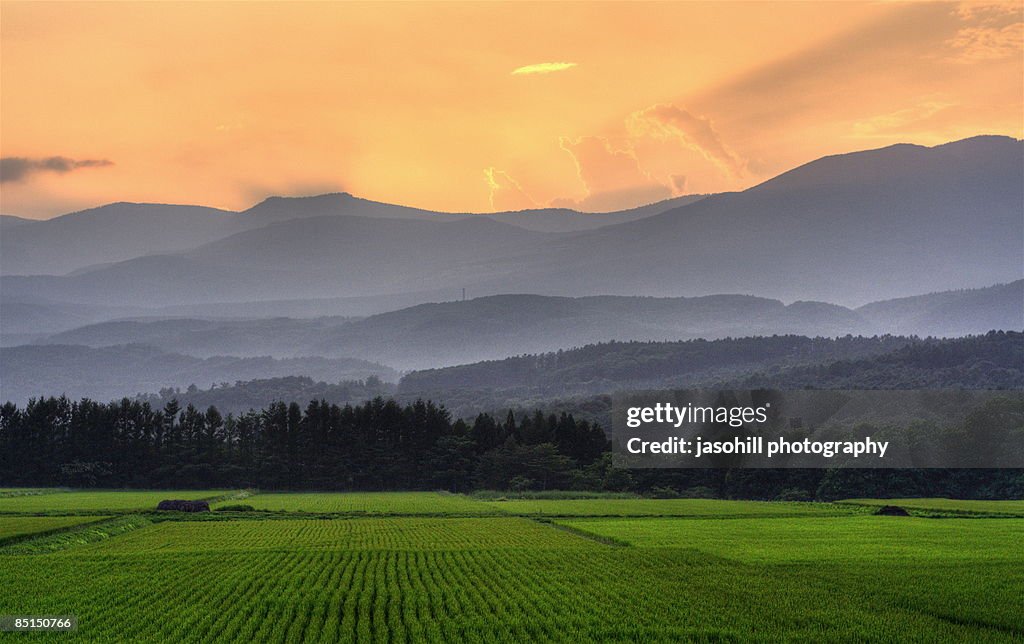 Northern Harvest Sunset