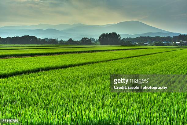 what you might see in hachimantai japan - rice paddy stock pictures, royalty-free photos & images
