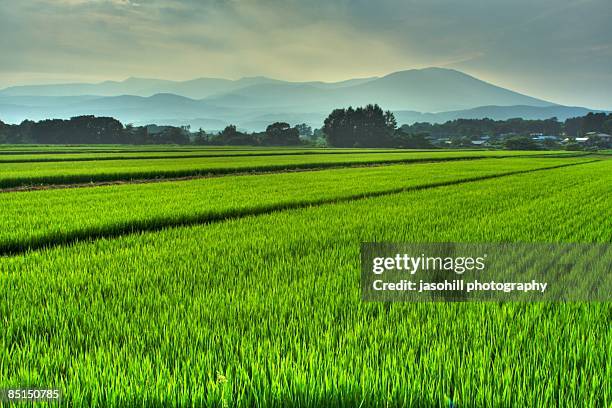 what you might see in hachimantai japan - arrozal - fotografias e filmes do acervo