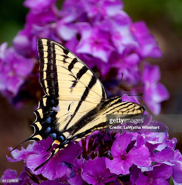 tigertail butterfly - eastern tiger swallowtail stock pictures, royalty-free photos & images