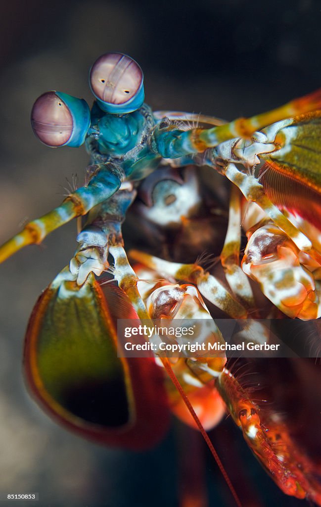 Peacock Mantis shrimp
