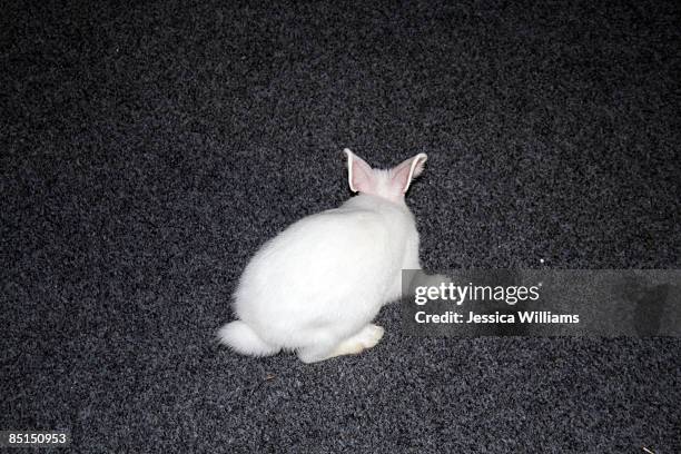Dazed Rabbit Jessica Rabbit Photos and Premium High Res Pictures - Getty Images