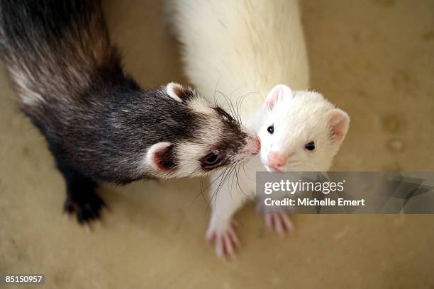 ferret kissing ferret - mustela putorius furo stock pictures, royalty-free photos & images