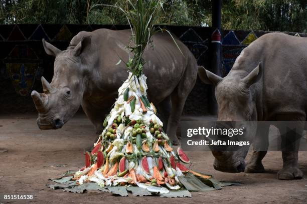 Tisa and Kito a white rhinoceros, eating the fruits and vegetables that are a gift from Jatim Park 2 zoo while celebrating the World Rhino Day, in...