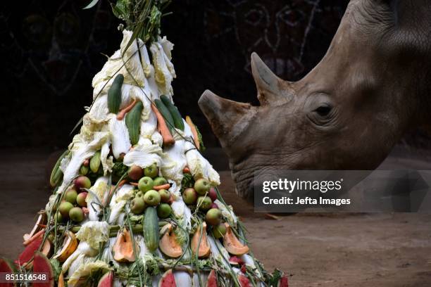 Tisa and Kito a white rhinoceros, eating the fruits and vegetables that are a gift from Jatim Park 2 zoo while celebrating the World Rhino Day, in...