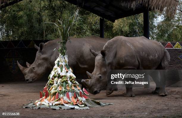 Tisa and Kito a white rhinoceros, eating the fruits and vegetables that are a gift from Jatim Park 2 zoo while celebrating the World Rhino Day, in...