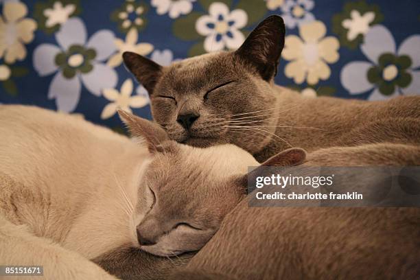 burmese cat love - two animals stock pictures, royalty-free photos & images