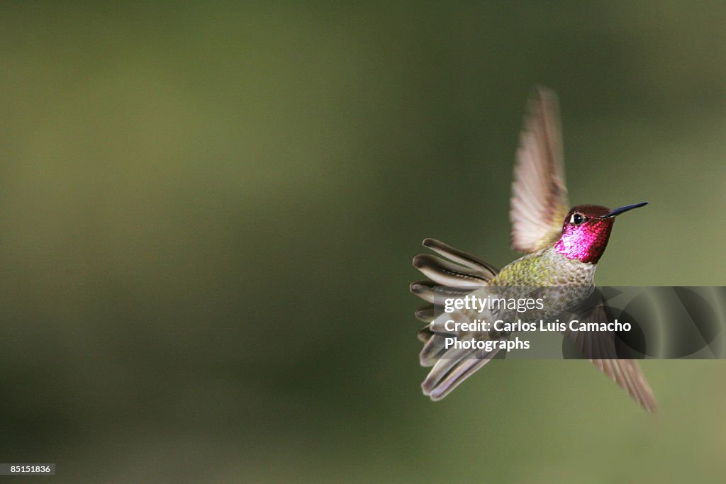 Hummingbird